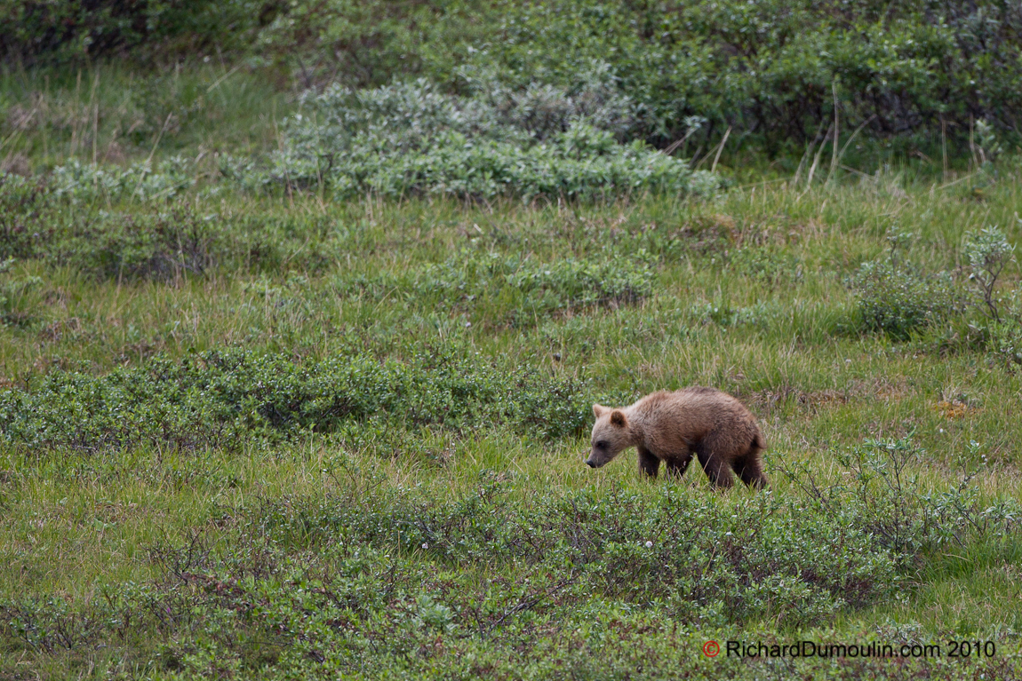 OURS GRIZZLY